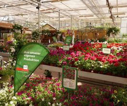 Blumen Eichenberger Oberrieden Bild 5