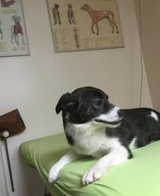 Pfötchen - Tierphysio Bild 4