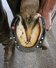 DLS Maréchalerie, Dimitri LE SOMMIER Bild 5