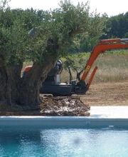 Pépinière Jolijardin image 9