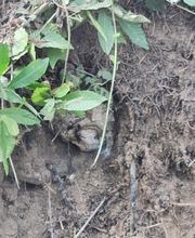 Breizh Nuisibles Services image 15