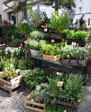 Blatt & Blüte | natürlich kreativ Bild 9