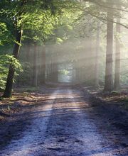 Lebasque Geraldine image 2