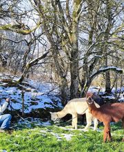 Les Psytrucs de Shana image 10