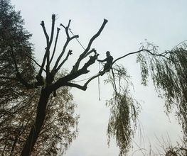 Owens Baumarbeiten Bild 4