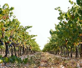 Domaine Martin image 14
