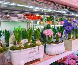 Le Langage Des Fleurs image 11