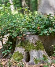 Im FriedWald Lich schmückt die Natur die Gräber.