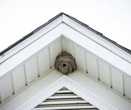 Köring Schädlingsbekämpfung Bild 2