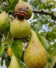 Marché Balmer Bild 2