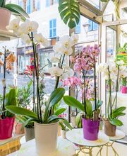 Floraly image 3