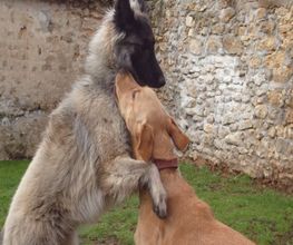 Chiens Zen image 1