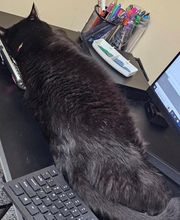 Westerville Veterinary Clinic image 1