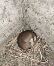 Hms Borscheid Bild 6