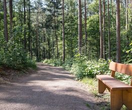 Die Hauptwege im FriedWald Oberau sind gut begehbar - Bänke laden zum Verweilen ein.