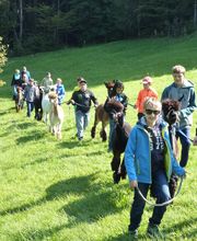 Alpaka Trekking Balmberg Tannenheim Bild 8