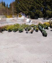 Hanriot Fleurs image 13