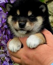 SHIBA INU Elevage  - Go You Djenima since 2007 image 4