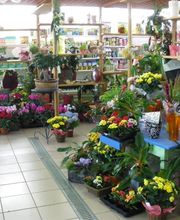 Chlorophylle image 6