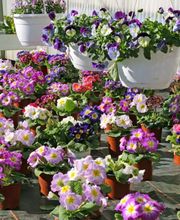 Luzerner Garten AG Bild 1