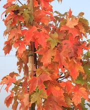 Pépinières Hortulus image 4