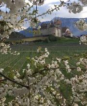 Cave du Clos Aimond Sàrl Bild 13