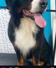 Txapoteando Felices Peluquería canina y felina imagen 7