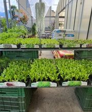 GIARDINI DOS SANTOS CANIÇO Bild 4