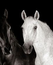 Photographie François Barreto image 7