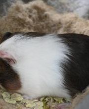 DAS FUTTERHAUS - Bremen-Weserpark Bild 10