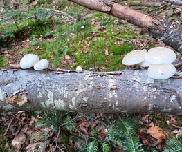 B Bois Forêts image 13