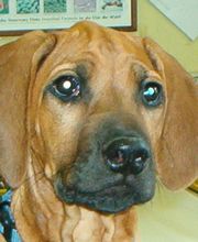 Tierarztpraxis Keller Bild 2