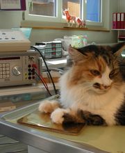 Tierärzte Team Aurora AG Bild 4