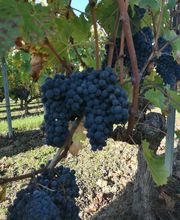 DOMAINE DE L'ÉTÉ ET CHATEAU DES ROCHETTES SCEA CATHERINE NOLOT image 1