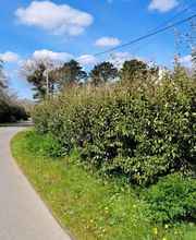 Jlr Elagage Cotes d'Armor image 4