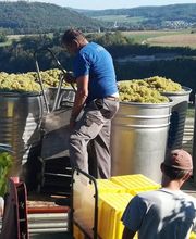 Weingut Alter Berg Bild 3