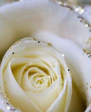 Bouton d'Or image 15