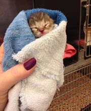 Deer Park Veterinary Hospital image 1