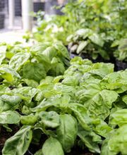 Gallery Professionale