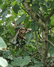 Anti'k Pyrénées image 4