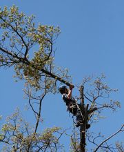 BOURJAC ELAGAGE image 7