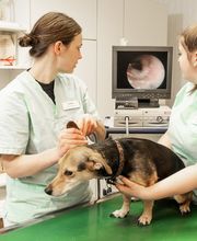 Kleintierpraxis Am Brautsee Marnie Obst Bild 1