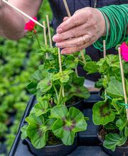 Fleurs Stempfler image 8