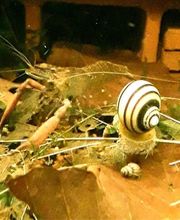 Katjas Wirbellose Bild 12