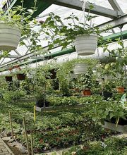 Gärtnerei Bühler GmbH