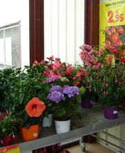 Gamm Vert Graulhet image 1