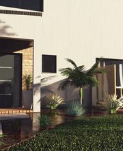 Albizia Paysage Lucas image 6