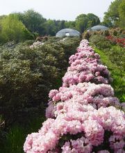 Les Pépinières de Kerfandol image 8