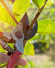 de Jong – Gartengestaltung-Baumpflege Bild 4