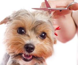 Hundesalon Pet Cut's Bild 2
